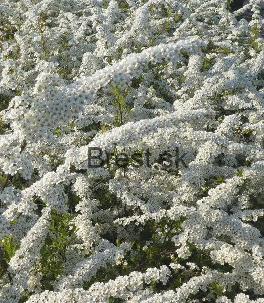 Spiraea cinerea 'Grefsheim' 9*9